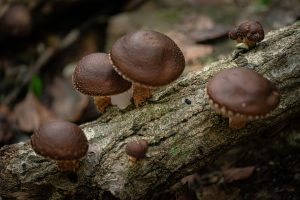 Les champignons du Bégouin
