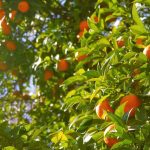 Coopérative ALIMEA - Fruits Corses