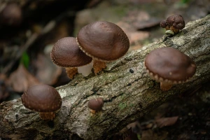 Fabien Cosnet - Champignons