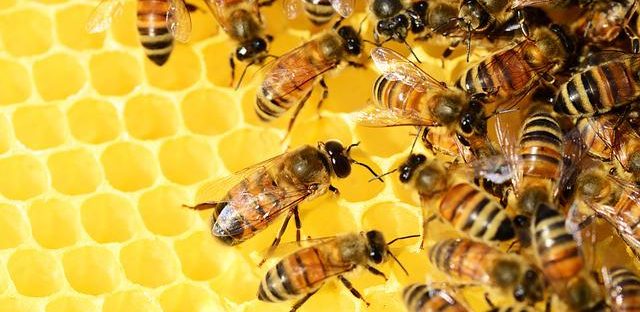Produits de la ruche par Miel et gourmandise
